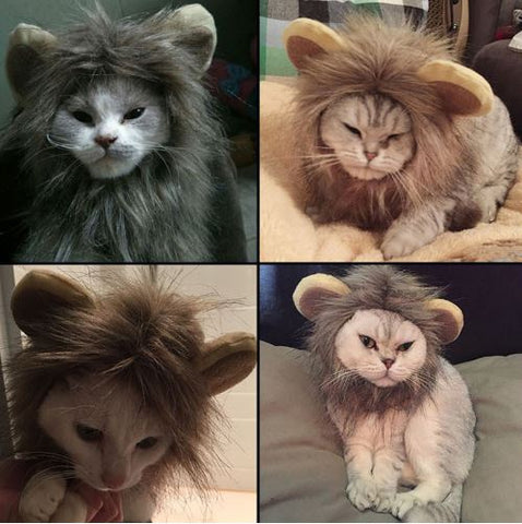 Funny Cute Pet To Lion Costume